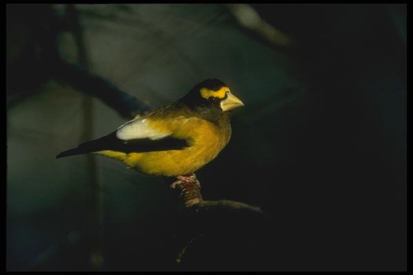 008169 Evening Grosbeak A4 Photo Print