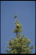 008170 Evening Grosbeaks A4 Photo Print