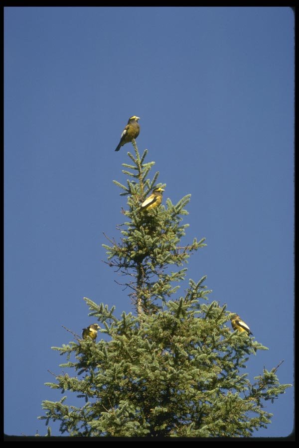 008170 Evening Grosbeaks A4 Photo Print