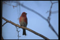 008171 Pine Grosbeak A4 Photo Print