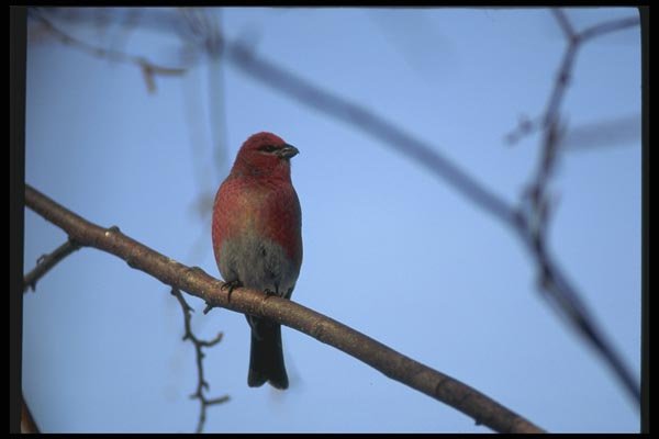 008171 Pine Grosbeak A4 Photo Print