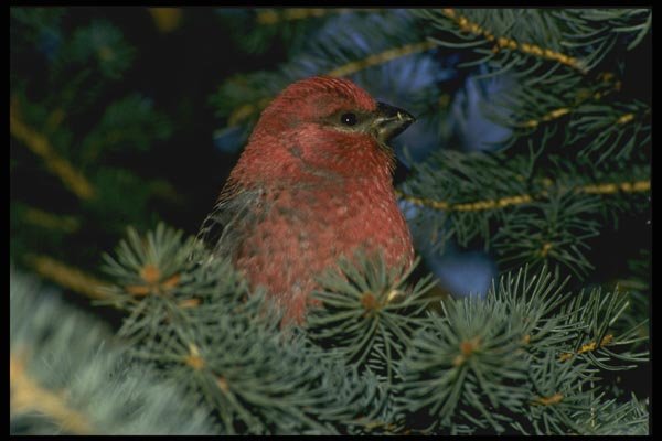 008172 Pine Grosbeak A4 Photo Print