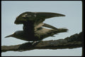 008173 Brown Noddy A4 Photo Print