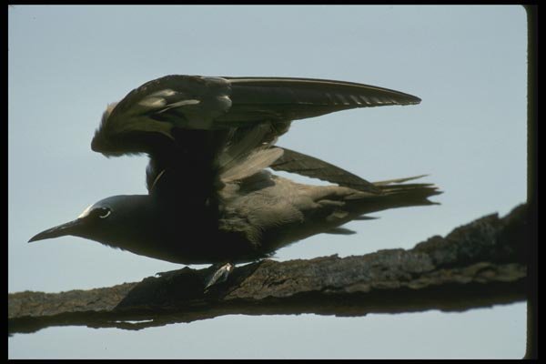 008173 Brown Noddy A4 Photo Print