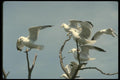 008174 Ring Billed Gulls A4 Photo Print