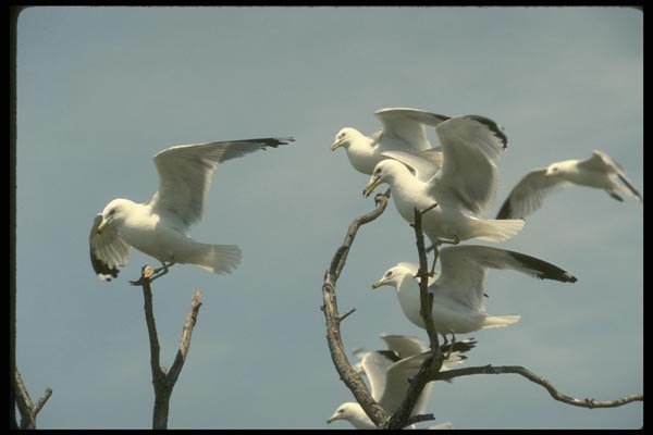 008174 Ring Billed Gulls A4 Photo Print