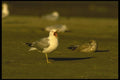 008175 Ring Billed Gull Yawning A4 Photo Print