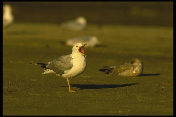008175 Ring Billed Gull Yawning A4 Photo Print