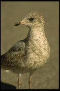 008176 Ring Billed Gull A4 Photo Print