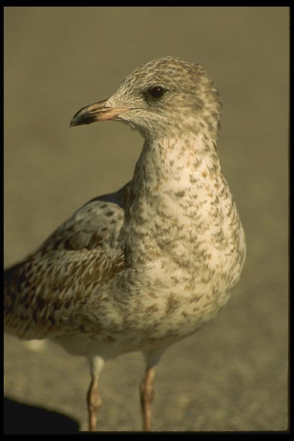 008176 Ring Billed Gull A4 Photo Print
