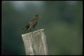 008177 Red Winged Blackbird A4 Photo Print