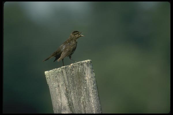 008177 Red Winged Blackbird A4 Photo Print