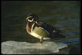 008178 Wood Duck Preening A4 Photo Print