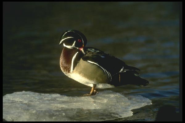 008178 Wood Duck Preening A4 Photo Print