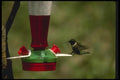008179 Red Breasted Merganser A4 Photo Print