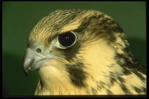 008181 Young Peregrine Falcon A4 Photo Print