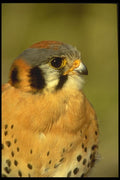 008182 American Kestrel Falcon A4 Photo Print