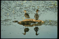 008183 Green Winged Teal A4 Photo Print