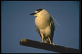 008184 Black Crowned Night Heron A4 Photo Print