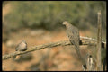 008185 Mourning Dove And Inca Dove A4 Photo Print
