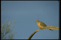 008186 Mourning Dove A4 Photo Print