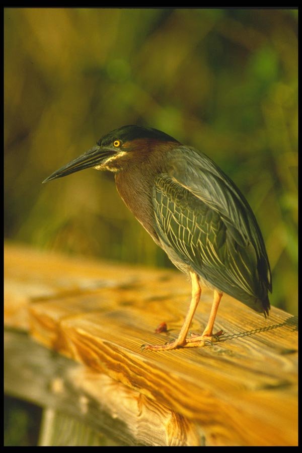 008187 Green Backed Heron A4 Photo Print