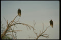 008188 Turkey Vultures A4 Photo Print