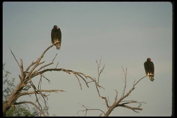 008188 Turkey Vultures A4 Photo Print