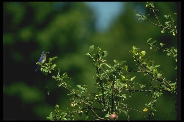 008189 Eastern Bluebird A4 Photo Print
