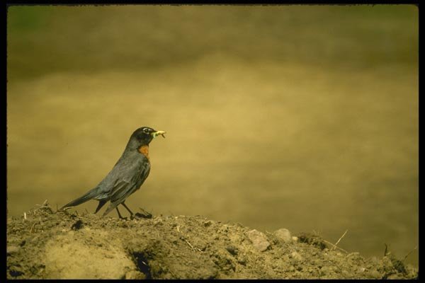 008190 American Robin A4 Photo Print