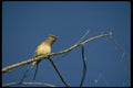 008191 Cedar Waxwing A4 Photo Print
