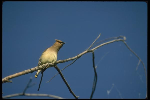 008191 Cedar Waxwing A4 Photo Print