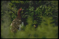 008192 Willow Ptarmigan A4 Photo Print