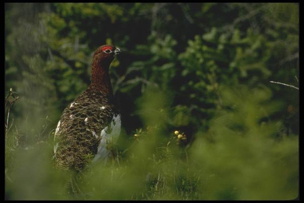 008192 Willow Ptarmigan A4 Photo Print