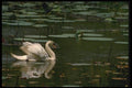 008193 Mute Swan A4 Photo Print