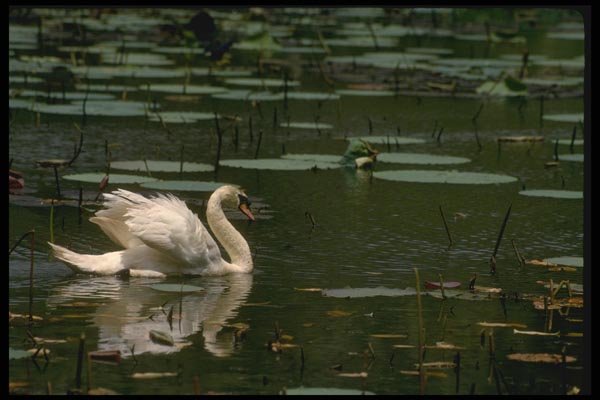 008193 Mute Swan A4 Photo Print