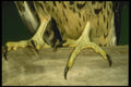 008194 Peregrine Falcon Talons A4 Photo Print