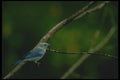 008195 Blue Gray Tanager A4 Photo Print