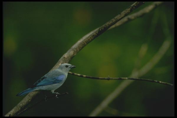 008195 Blue Gray Tanager A4 Photo Print