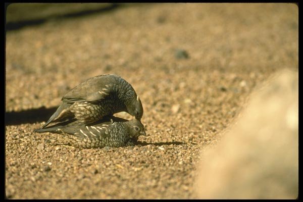 008196 Quail (Scaled) Mating A4 Photo Print