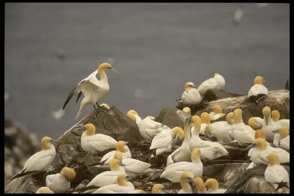 008197 Northern Gannets A4 Photo Print
