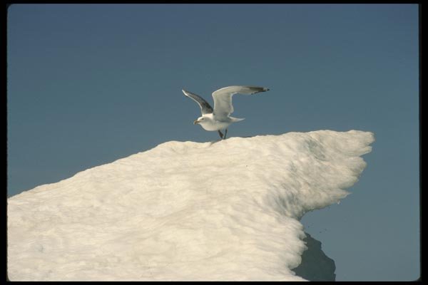 008198 Herring Gull A4 Photo Print