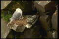 008199 Black Legged Kittiwake A4 Photo Print