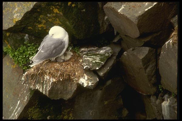 008199 Black Legged Kittiwake A4 Photo Print