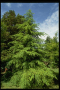 009000 Shapely Evergreen A4 Photo Print