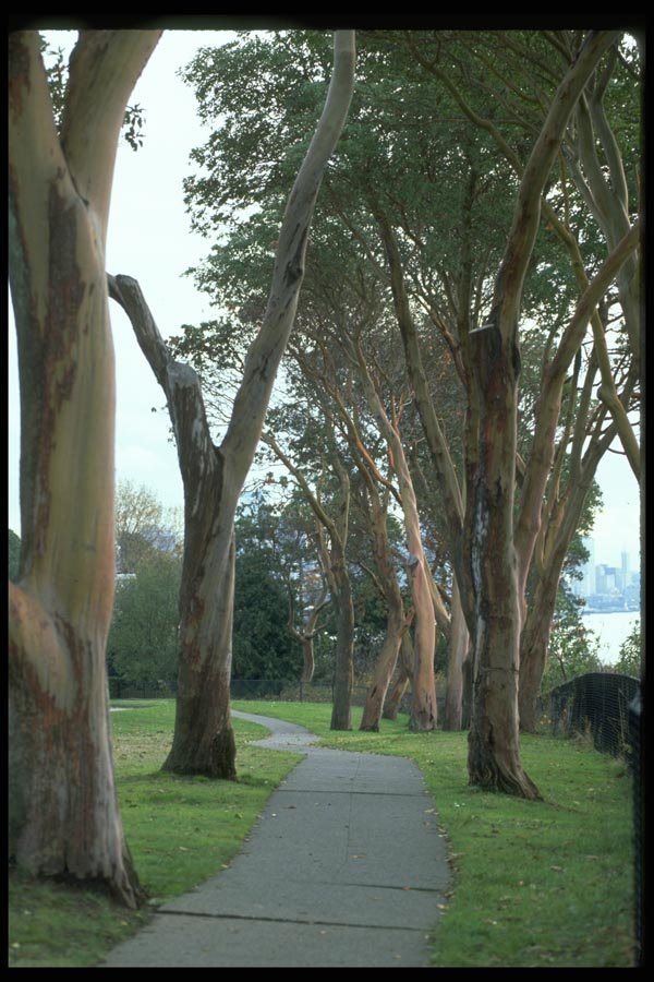 009001 Madrona Tree lined Sidewalk A4 Photo Print