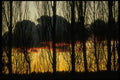 009002 Silhouetted Trees At Sunset A4 Photo Print