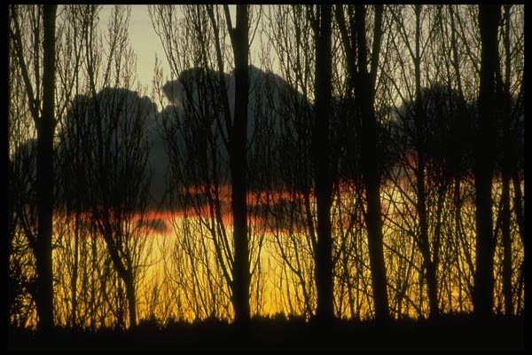 009002 Silhouetted Trees At Sunset A4 Photo Print