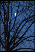 009003 Full Moon Through Tree Branches A4 Photo Print