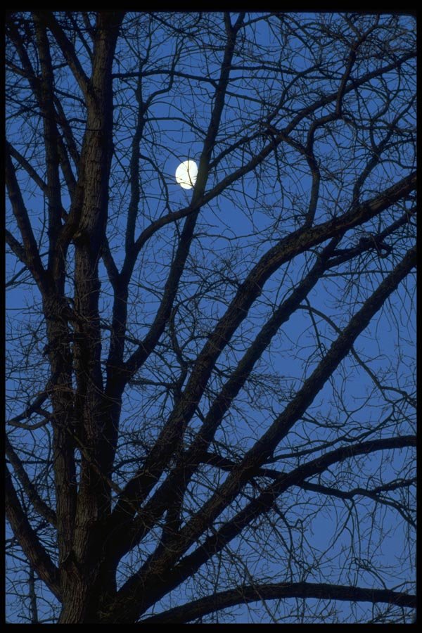 009003 Full Moon Through Tree Branches A4 Photo Print